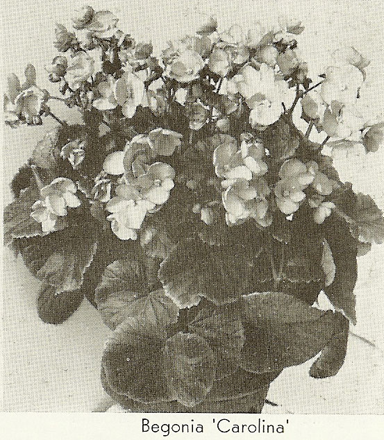 B. ‘Carolina’